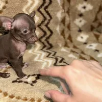 Little boy, a male Chihuahua for sale in Charleston, SC – Photo 5 of 9