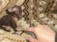 Little boy, a male Chihuahua for sale in Charleston, SC – Photo 5 of 9