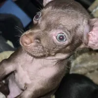 Little boy, a male Chihuahua for sale in Charleston, SC – Photo 2 of 9