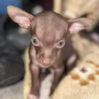 Little boy, a male Chihuahua for sale in Charleston, SC – Photo 1 of 9