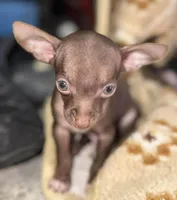 Little boy, a male Chihuahua for sale in Charleston, SC – Photo 1 of 9