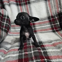 Marvin, a male Chihuahua for sale in Charleston, SC – Photo 10 of 10