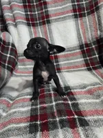 Marvin, a male Chihuahua for sale in Charleston, SC – Photo 10 of 10