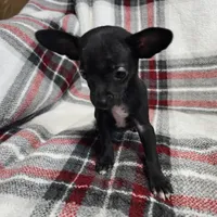 Marvin, a male Chihuahua for sale in Charleston, SC – Photo 5 of 10