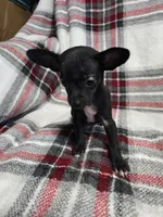 Marvin, a male Chihuahua for sale in Charleston, SC – Photo 5 of 10