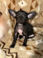 Marvin, a male Chihuahua for sale in Charleston, SC – Photo 3 of 10