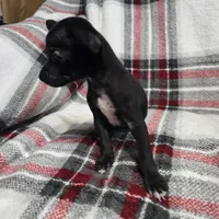 Marvin, a male Chihuahua for sale in Charleston, SC – Photo 6 of 10