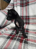 Marvin, a male Chihuahua for sale in Charleston, SC – Photo 6 of 10