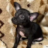Marvin, a male Chihuahua for sale in Charleston, SC – Photo 1 of 10
