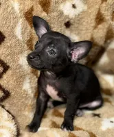 Marvin, a male Chihuahua for sale in Charleston, SC – Photo 1 of 10