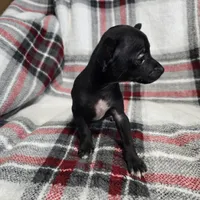 Marvin, a male Chihuahua for sale in Charleston, SC – Photo 3 of 10