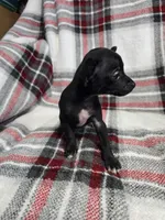 Marvin, a male Chihuahua for sale in Charleston, SC – Photo 4 of 10