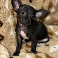 Marvin, a male Chihuahua for sale in Charleston, SC – Photo 2 of 10