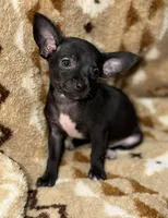 Marvin, a male Chihuahua for sale in Charleston, SC – Photo 2 of 10