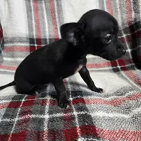 Marvin, a male Chihuahua for sale in Charleston, SC – Photo 7 of 10