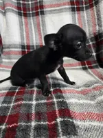 Marvin, a male Chihuahua for sale in Charleston, SC – Photo 7 of 10