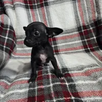 Marvin, a male Chihuahua for sale in Charleston, SC – Photo 9 of 10