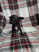 Marvin, a male Chihuahua for sale in Charleston, SC – Photo 9 of 10