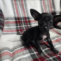 Marvin, a male Chihuahua for sale in Charleston, SC – Photo 8 of 10