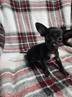Marvin, a male Chihuahua for sale in Charleston, SC – Photo 8 of 10