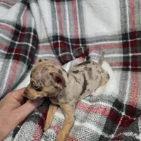 Clay, a male Chihuahua for sale in Charleston, SC – Photo 6 of 7