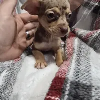 Clay, a male Chihuahua for sale in Charleston, SC – Photo 7 of 7