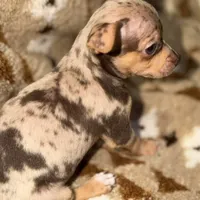 Clay, a male Chihuahua for sale in Charleston, SC – Photo 3 of 7