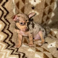 Clay, a male Chihuahua for sale in Charleston, SC – Photo 4 of 7