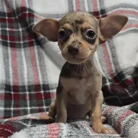 Clay, a male Chihuahua for sale in Charleston, SC – Photo 5 of 7