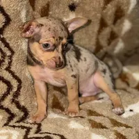 Clay, a male Chihuahua for sale in Charleston, SC – Photo 2 of 7