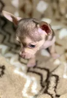 Jack, a male Chihuahua for sale in Charleston, SC – Photo 2 of 5