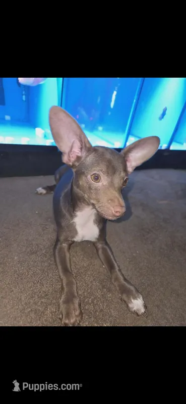 Buddy – Chihuahua puppy for sale in Charleston, SC