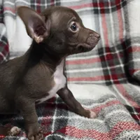 Buddy, a male Chihuahua for sale in Charleston, SC – Photo 10 of 10