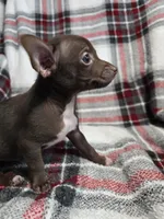 Buddy, a male Chihuahua for sale in Charleston, SC – Photo 10 of 10