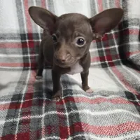 Buddy, a male Chihuahua for sale in Charleston, SC – Photo 6 of 10