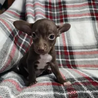 Buddy, a male Chihuahua for sale in Charleston, SC – Photo 8 of 10