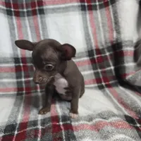 Buddy, a male Chihuahua for sale in Charleston, SC – Photo 7 of 10