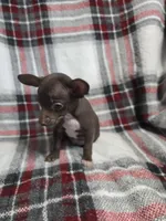 Buddy, a male Chihuahua for sale in Charleston, SC – Photo 7 of 10