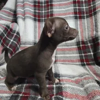 Buddy, a male Chihuahua for sale in Charleston, SC – Photo 9 of 10