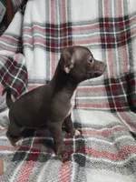 Buddy, a male Chihuahua for sale in Charleston, SC – Photo 9 of 10