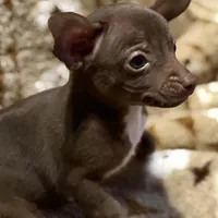 Buddy, a male Chihuahua for sale in Charleston, SC – Photo 1 of 10
