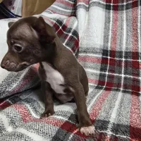 Buddy, a male Chihuahua for sale in Charleston, SC – Photo 4 of 10