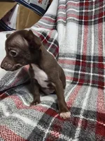 Buddy, a male Chihuahua for sale in Charleston, SC – Photo 4 of 10