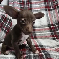 Buddy, a male Chihuahua for sale in Charleston, SC – Photo 5 of 10