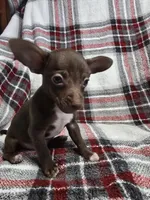 Buddy, a male Chihuahua for sale in Charleston, SC – Photo 5 of 10