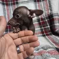 Buddy, a male Chihuahua for sale in Charleston, SC – Photo 3 of 10