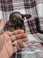 Buddy, a male Chihuahua for sale in Charleston, SC – Photo 3 of 10