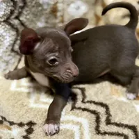 Buddy, a male Chihuahua for sale in Charleston, SC – Photo 2 of 10