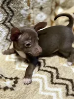 Buddy, a male Chihuahua for sale in Charleston, SC – Photo 2 of 10