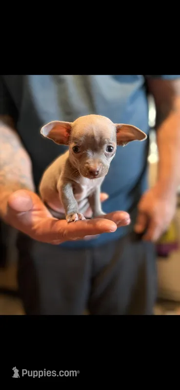 Midge – Chihuahua puppy for sale in Charleston, SC